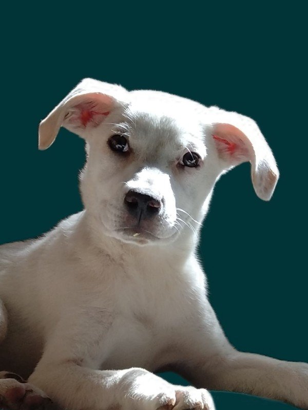 Ted
