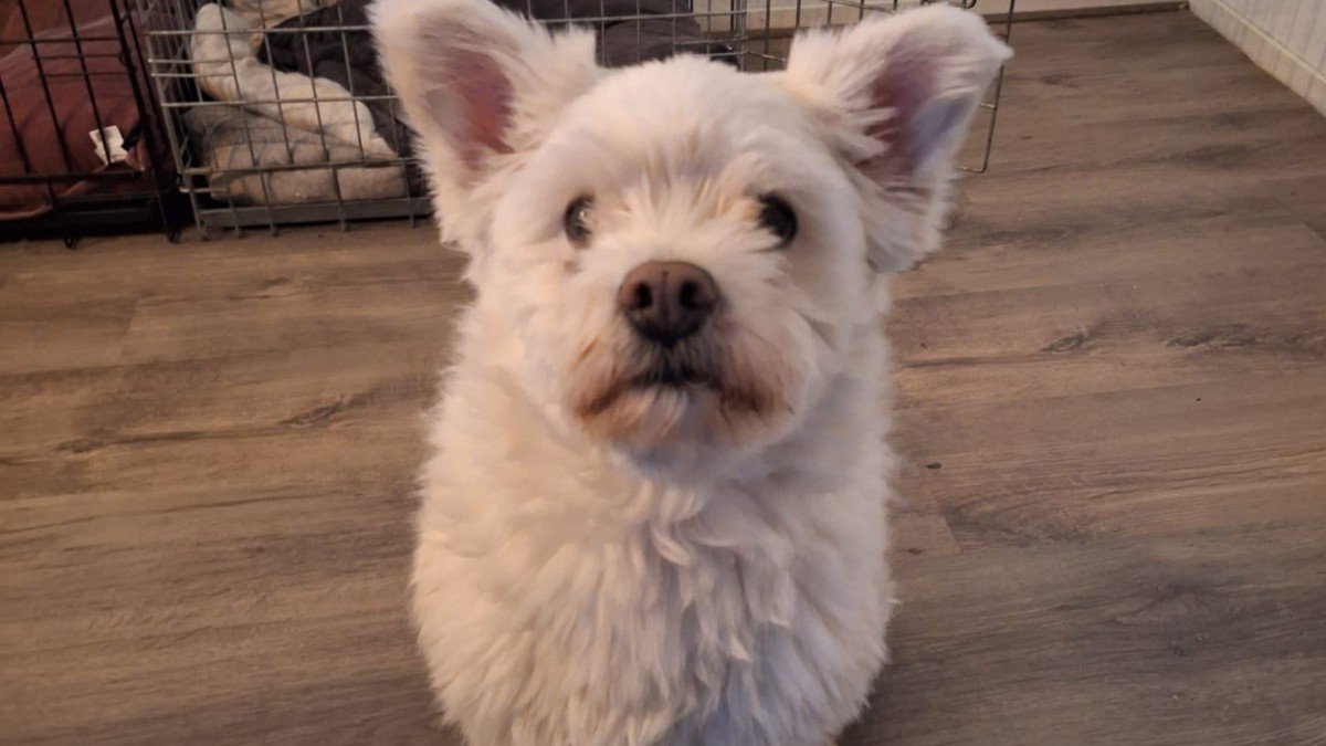Bella