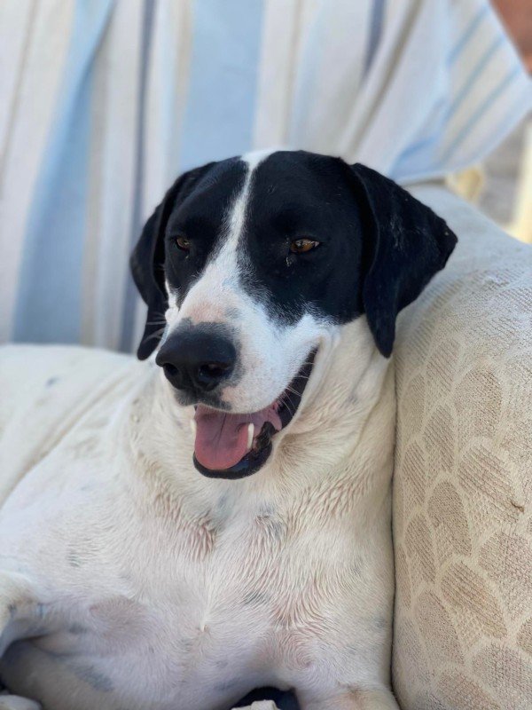 Oreo