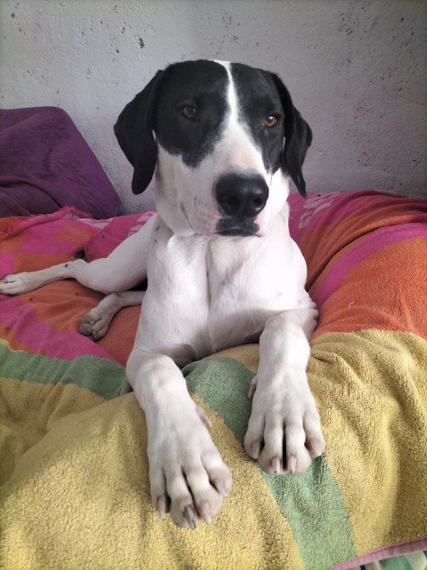 Oreo