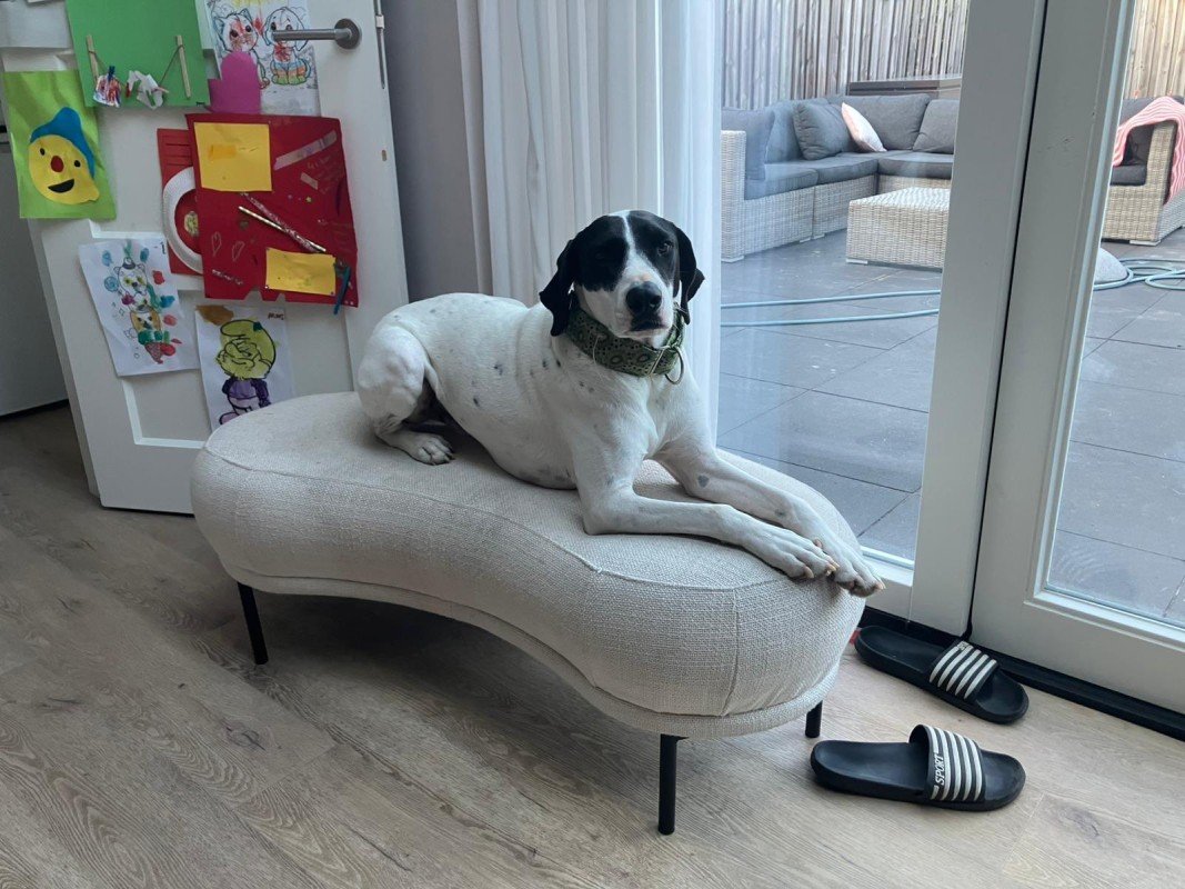 Oreo