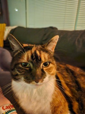 Nala