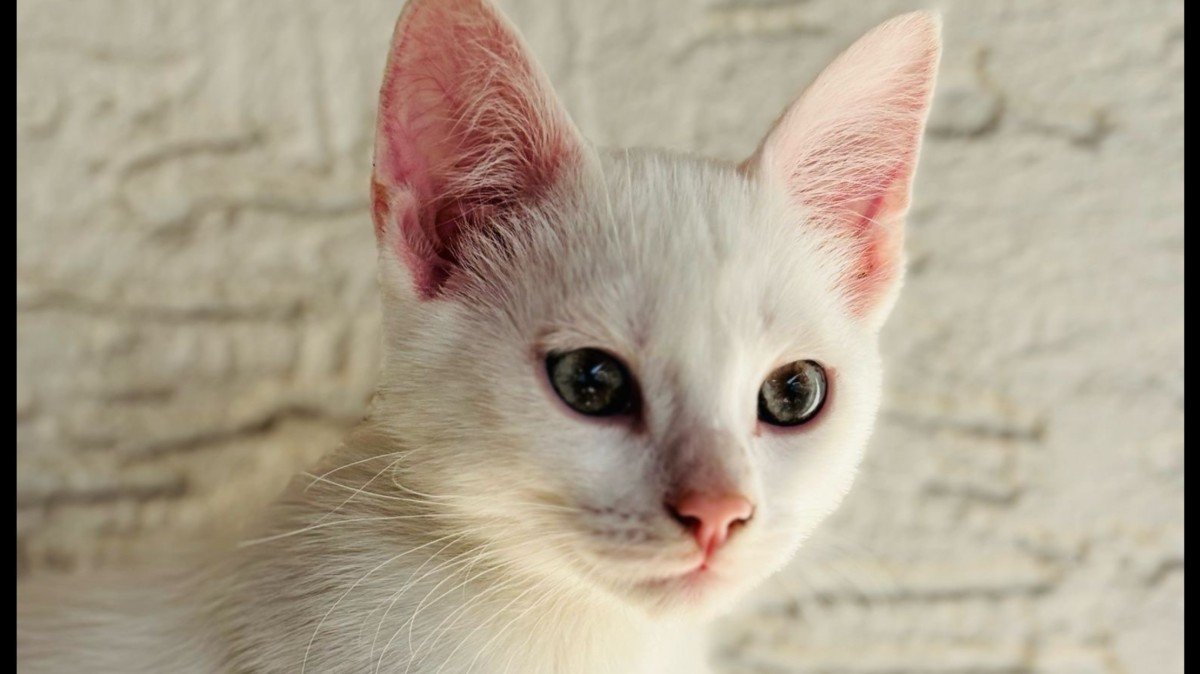 Sirius