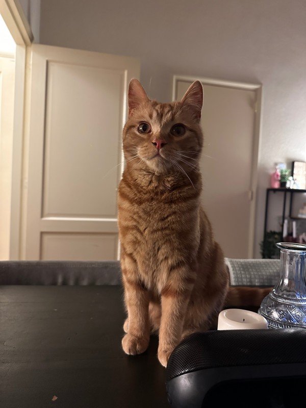 Tofu