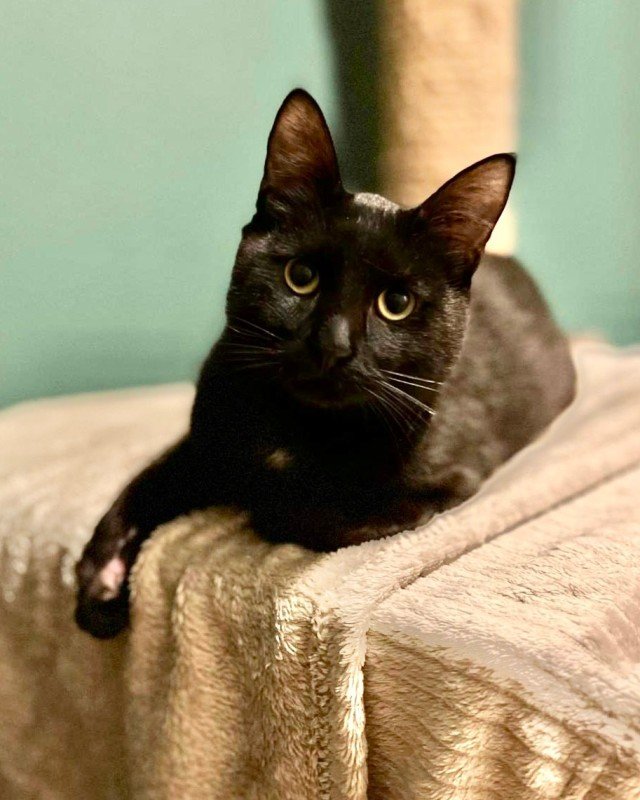 Loki