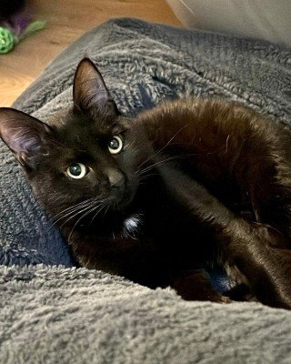 Loki