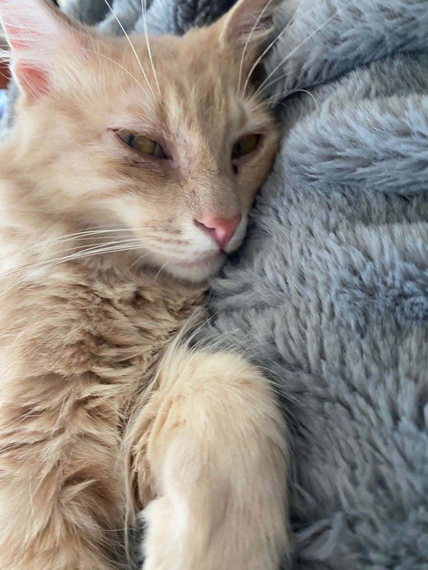 Bizu