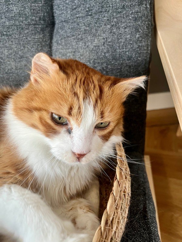 Garfield