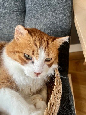 Garfield