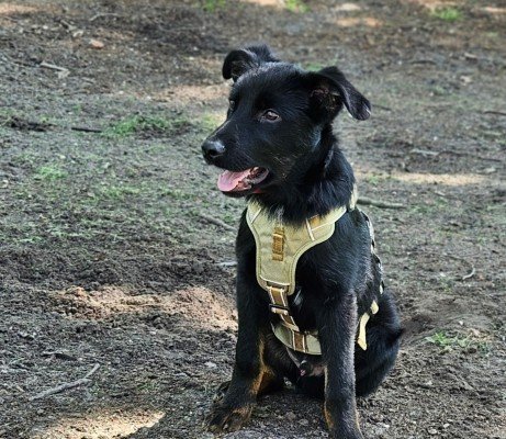 Scout
