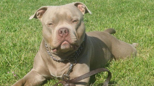 Tyson