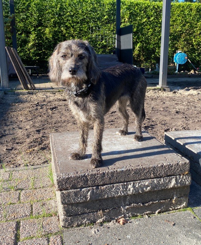 Tess