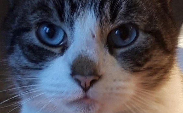 Timmie
