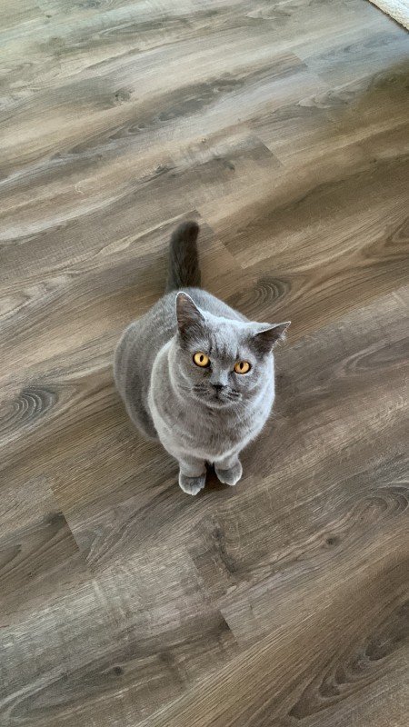 Leo
