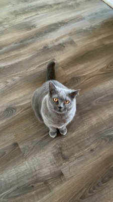 Leo