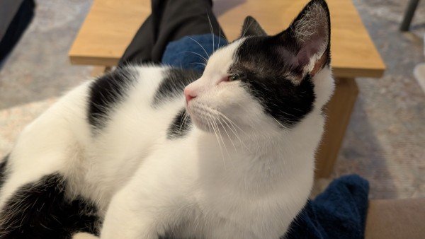 Zorro