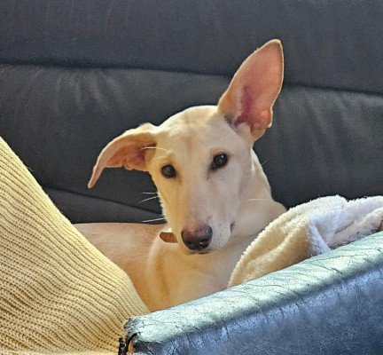 Dobey