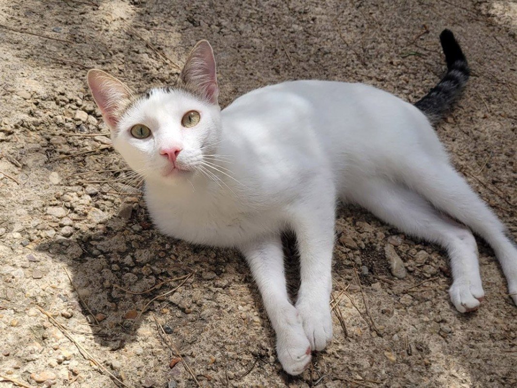 Camilo