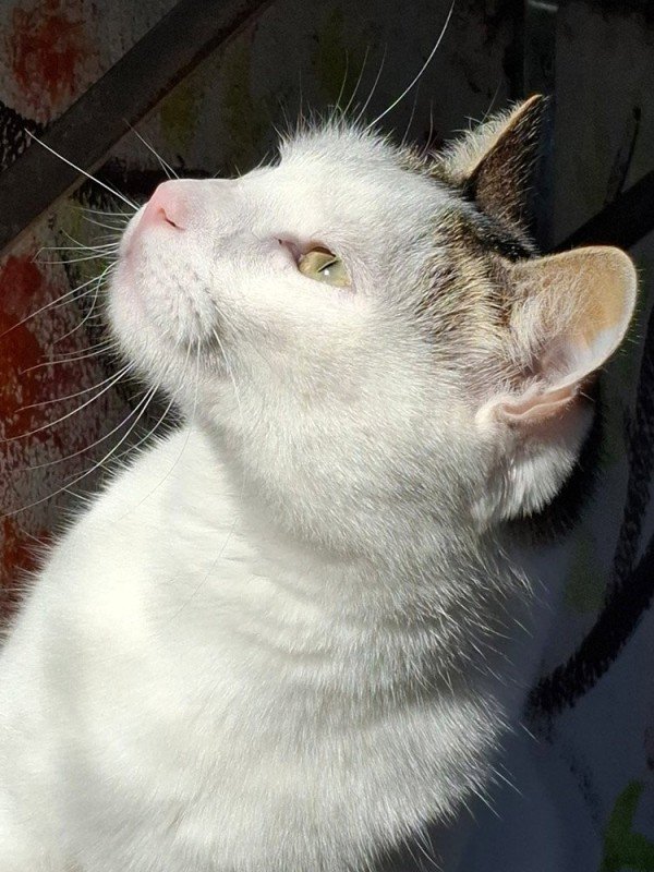 Camilo