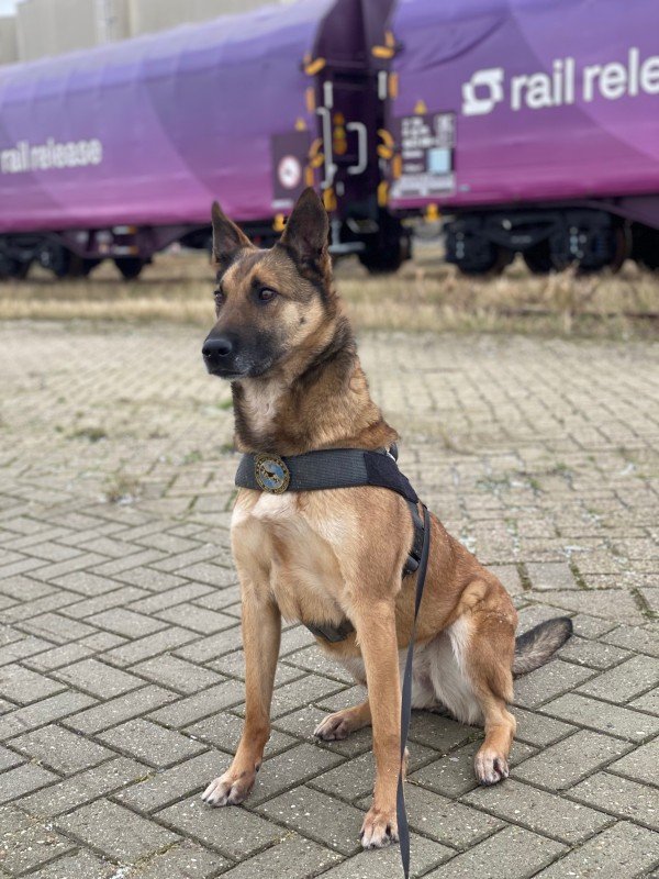 Nikita