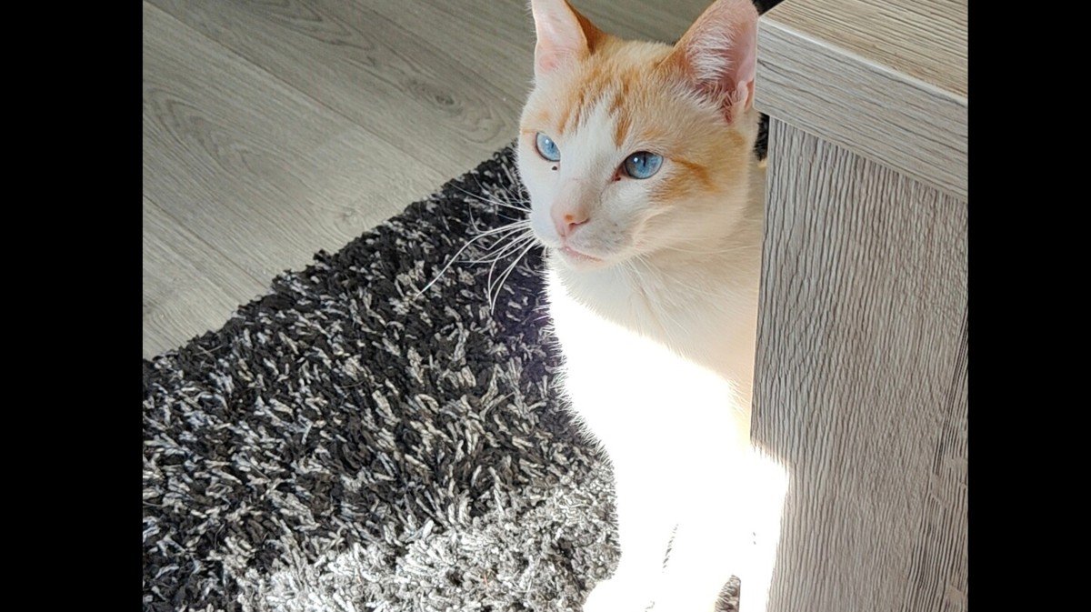 Jessy