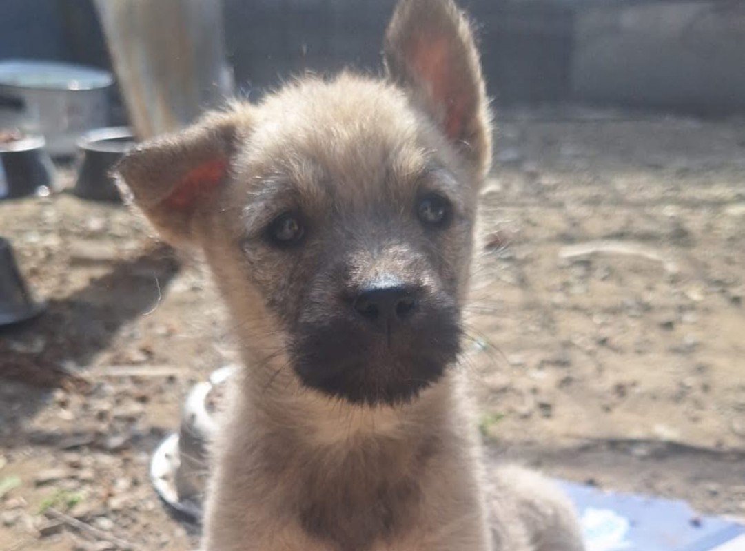 Xena