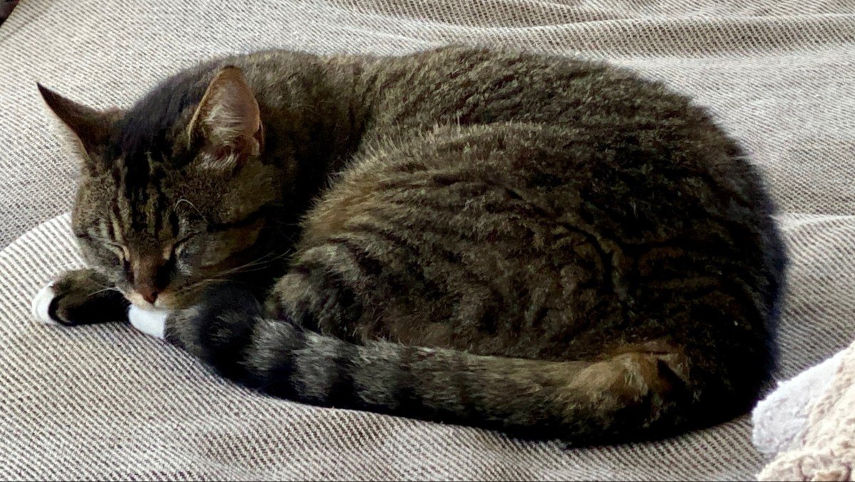 Catootje