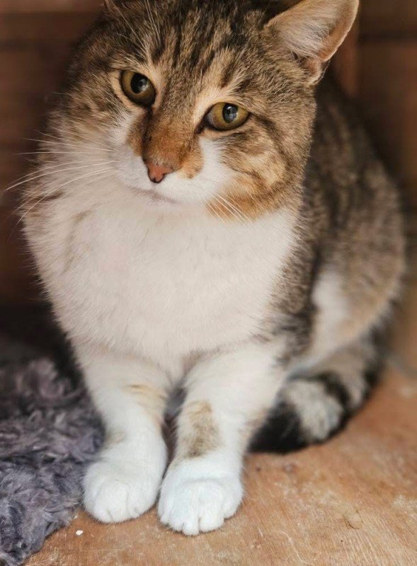 Kali