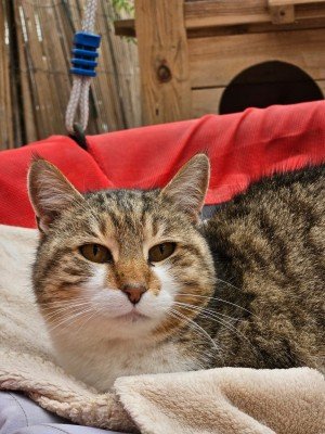 Kali