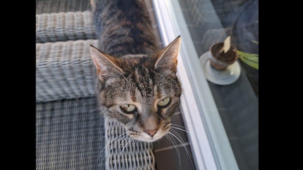 Guusje