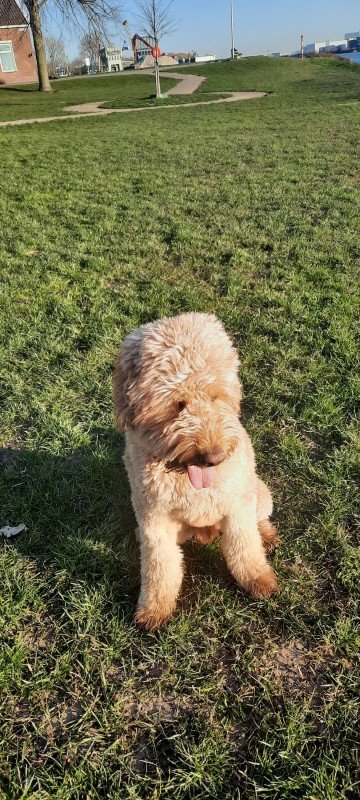 Toby