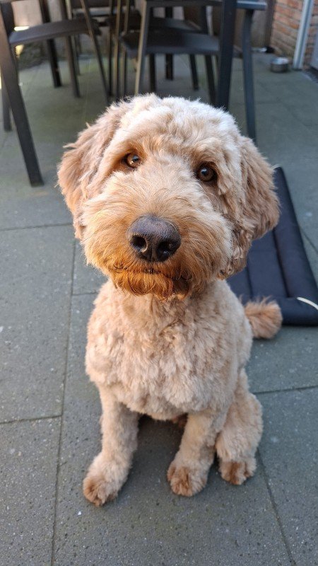 Toby