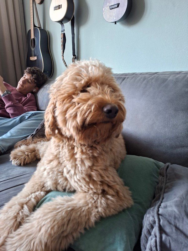 Toby