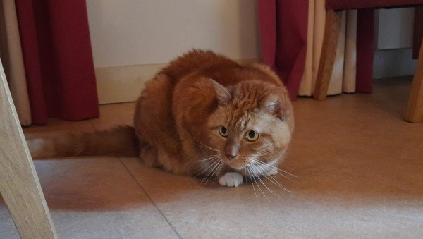 Lieve