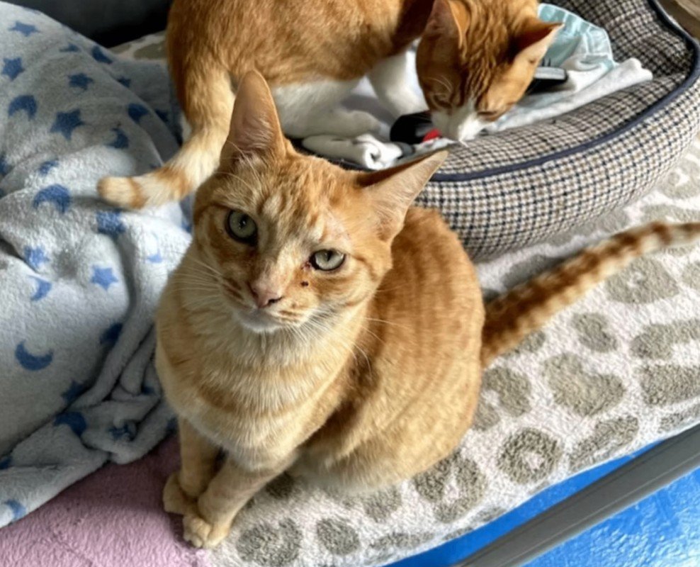 Gingy