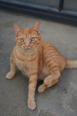Gingy