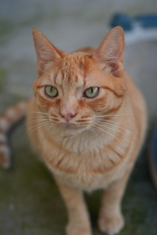 Gingy