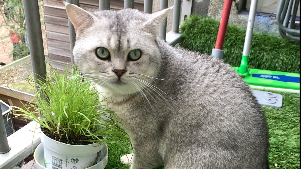 Cézar