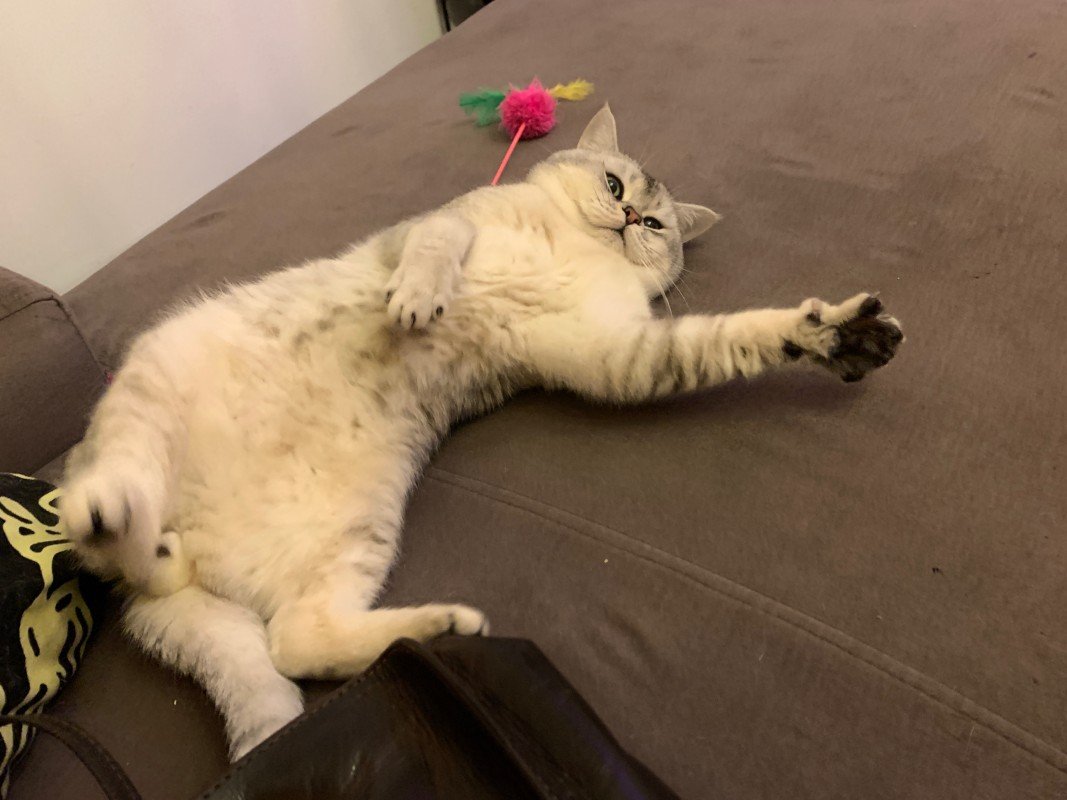 Cézar