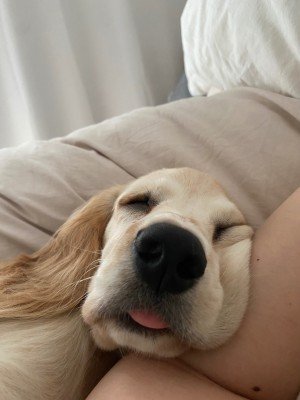 Hazel