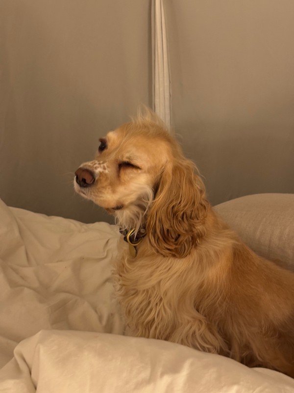 Hazel