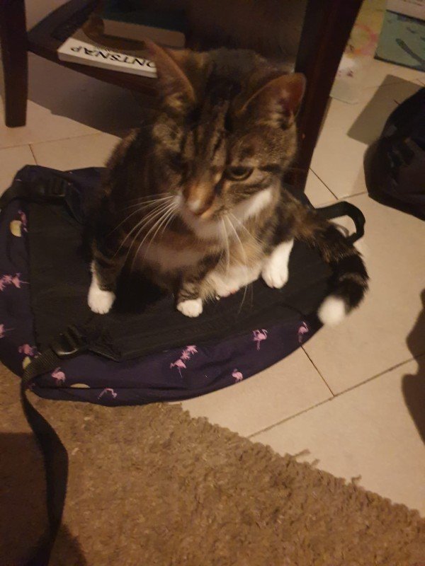 Phoebe