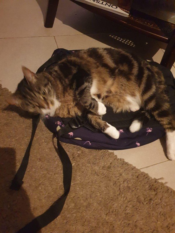 Phoebe
