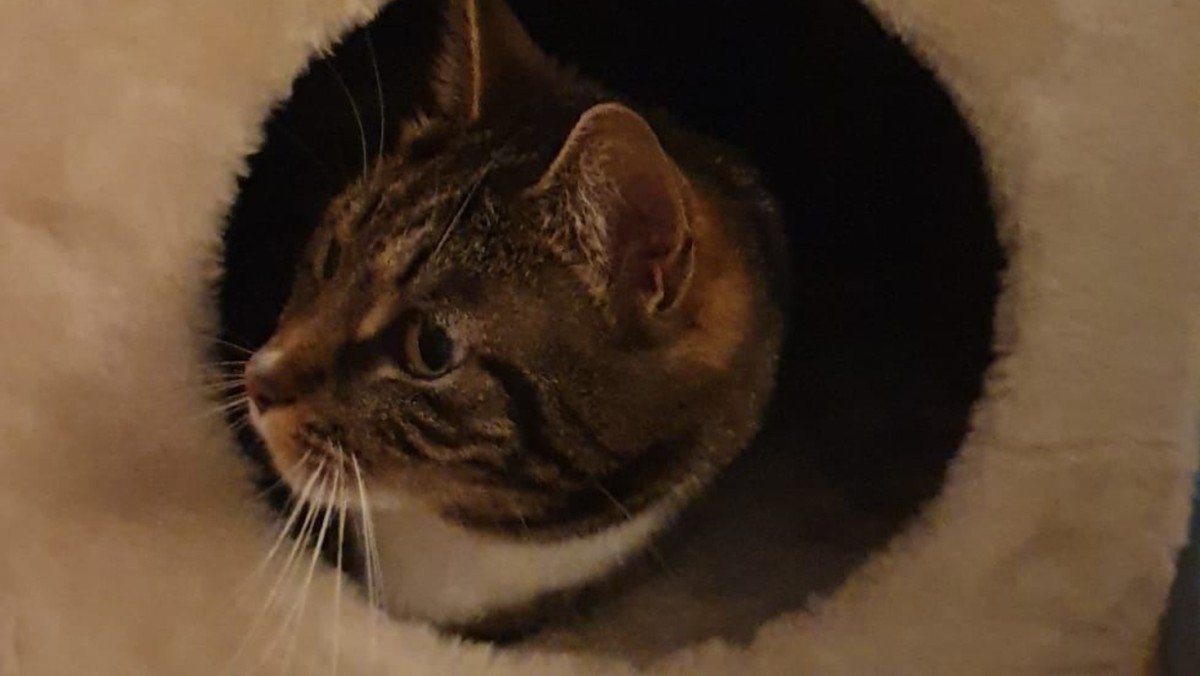 Phoebe
