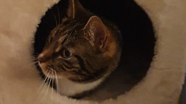Phoebe