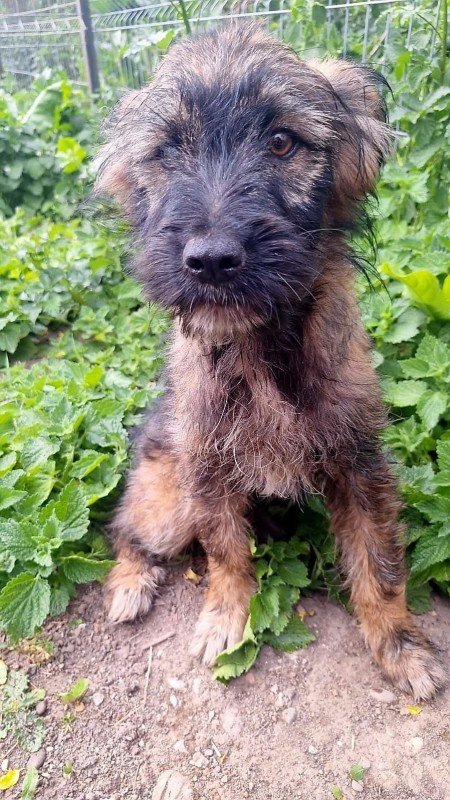 Bailey