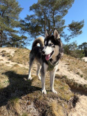 Malikai
