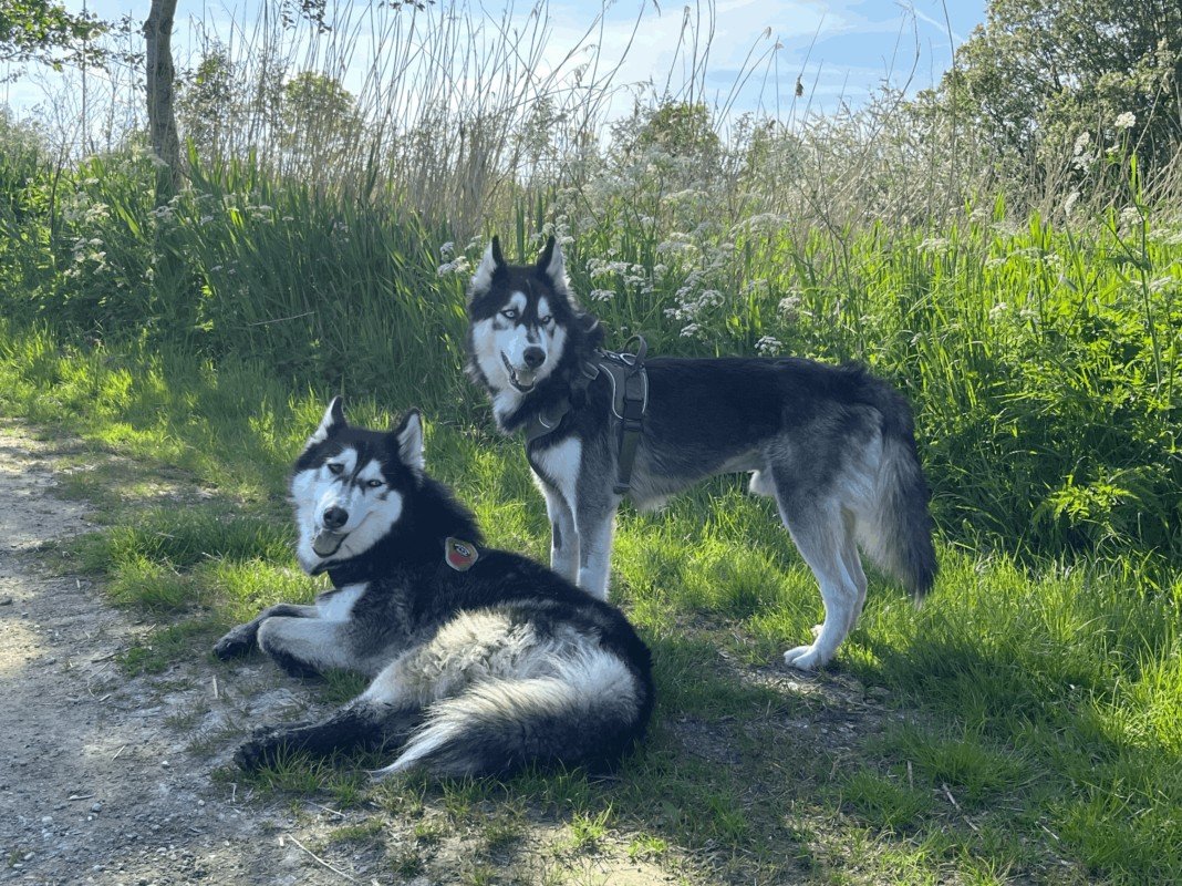 Nikita
