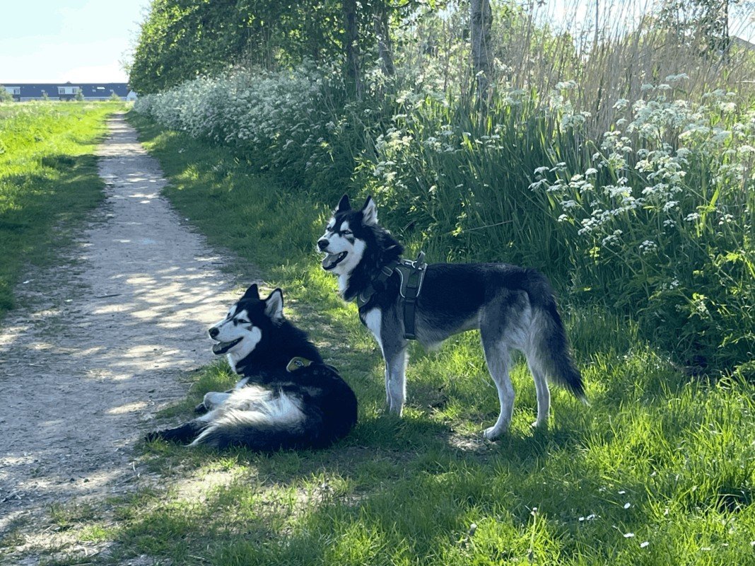 Nikita