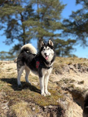Nikita